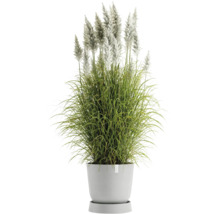 Touffe d''herbe avec des panicules blancs en pot