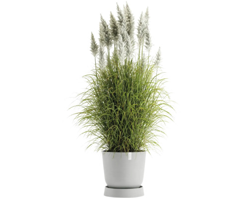 Touffe d''herbe avec des panicules blancs en pot
