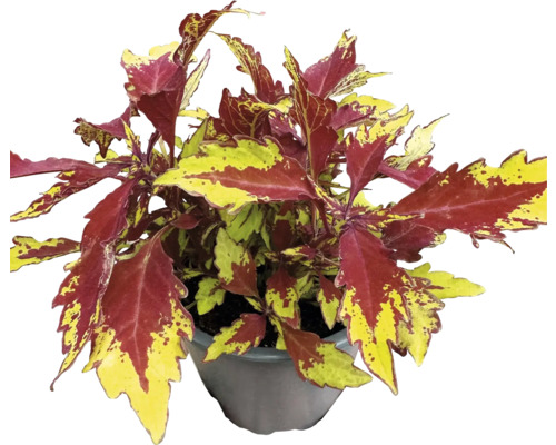 Buntnessel in einem Topf