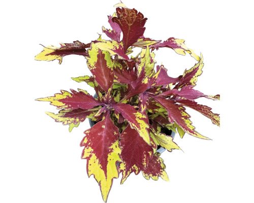 Plectranthe fausse-scutellaire FloraSelf Coleus 'Apple Brandy' pot Ø 12 cm, feuillage décoratif