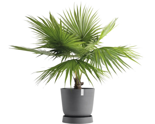 Hanfpalme im Topf für den Innenbereich