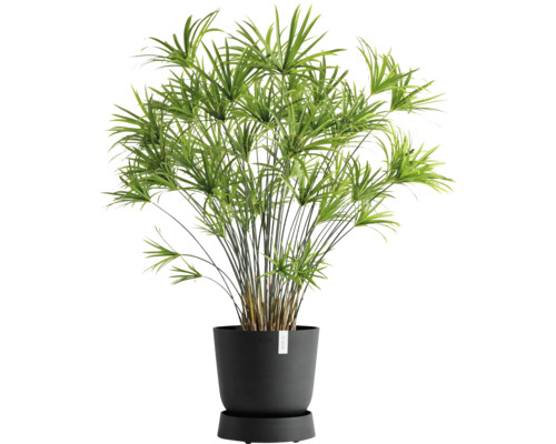 Zypergras in einem Pflanzgefäß