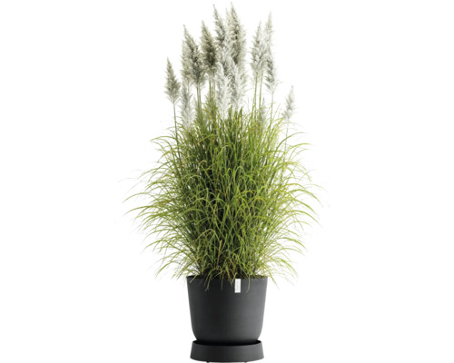 Pampasgras in einem Topf