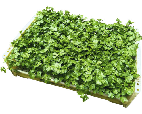 Petersilie im Kasten