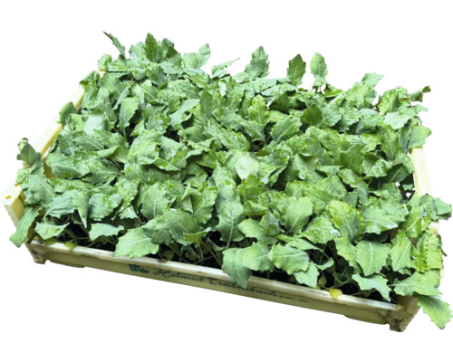 Kiste mit jungen Geméispflanzen