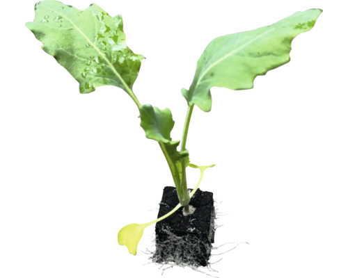 Jungpflanze mit Wurzelballen für den Garten