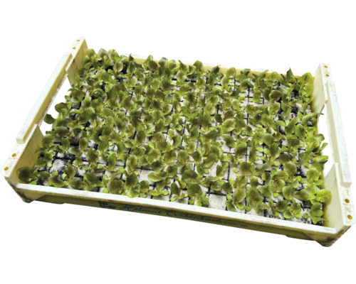 Schale mit Salatsetzlingen für den Garten