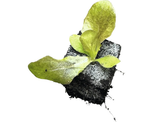 Salatpflanze mit Wurzelballen