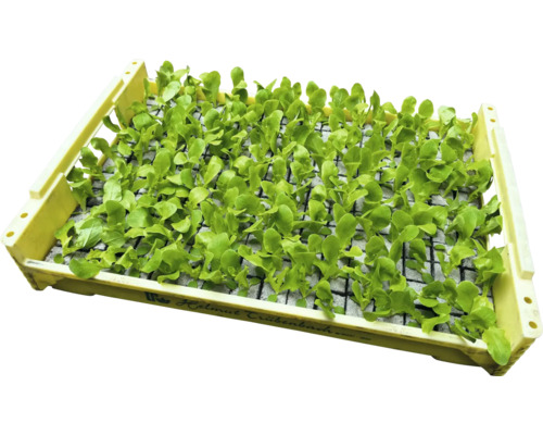 Gemüsepflanzen in einer Anzuchtschale.