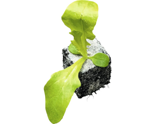 Salatsetzling mit Erdballen