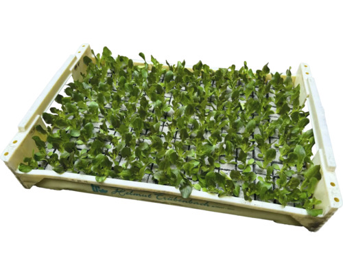 Jungpflanzen in einer Anzuchtschale