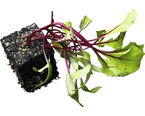 Rote Bete Jungpflanze mit Erdballen