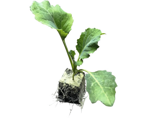 Jeunes plants de légumes BIO, variétés de légumes en vrac avec motte de terre
