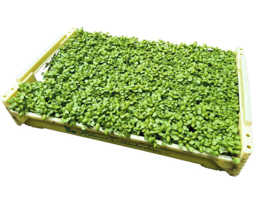 Kresse an enger Këscht