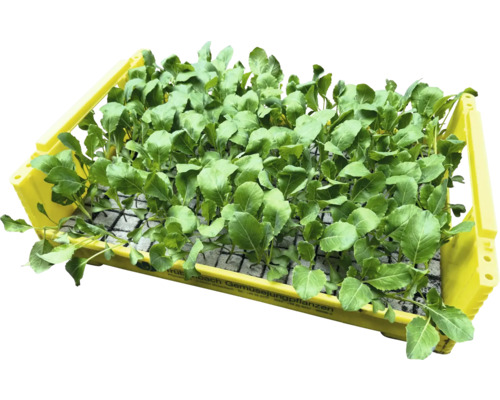 Gemüsepflanzen in einer gelben Kiste für den Gartenbau