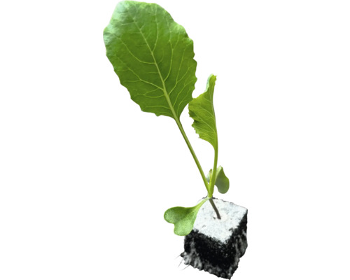 Jungpflanze mit Wurzelballen