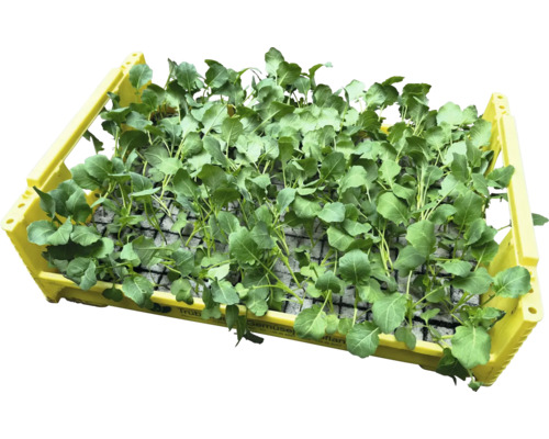 Gemüsepflanzen in einer gelben Kunststoffkiste für den Transport