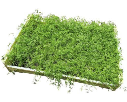 Anzuchtschale mit Dill