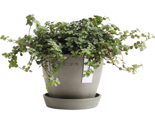 Pfennigkraut Pflanze im Topf