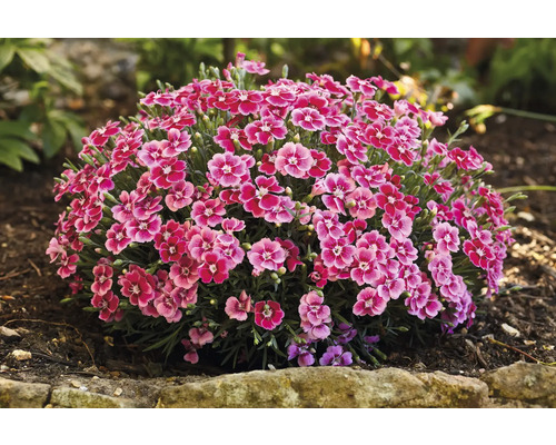 Nelke, Gartennelke FloraSelf Dianthus caryophyllus 'Electric Dreams' Co 0,5 L Nelke mit Blüten im Gartenbeet