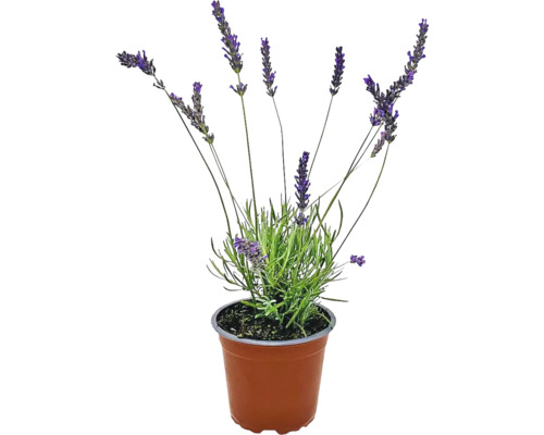 Lavendel in einem Topf