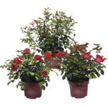 Trois rosiers de la marque Easy Elegance en pots avec des fleurs rouges et roses