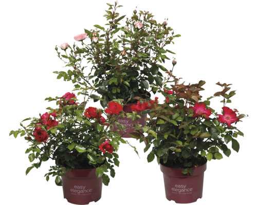 Trois rosiers de la marque Easy Elegance en pots avec des fleurs rouges et roses