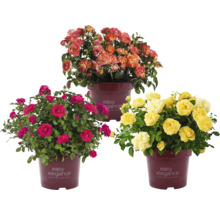 Trois rosiers de la marque Easy Elegance de différentes couleurs en pots
