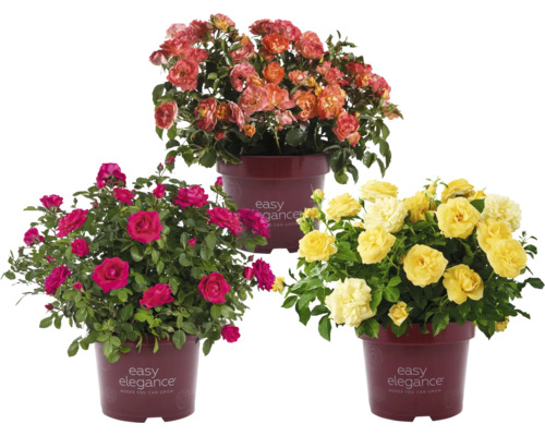 Trois rosiers de la marque Easy Elegance de différentes couleurs en pots