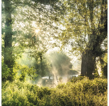 Ambiance matinale dans la forêt avec brouillard et rayons de soleil