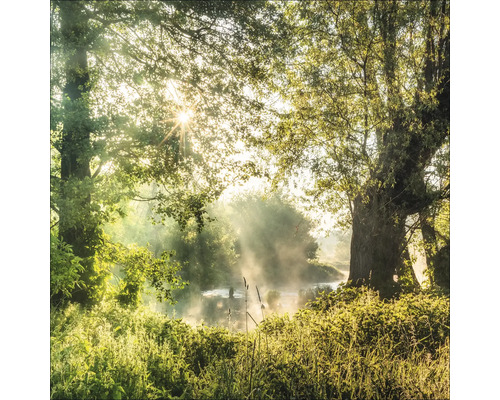 Ambiance matinale dans la forêt avec brouillard et rayons de soleil