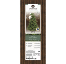 Emballage d''un sapin Alba Everlands pré-éclairé compact d''une hauteur de 1,8 mètre et d''un diamètre de 0,97 mètre