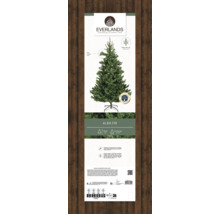 Sapin Everlands Alba avec montage facile et une hauteur de 1,8 mètres.