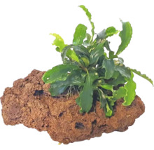 Bucephalandra auf Stein- Bucephalandra spec. ca. 10 x 7 x 7 cm