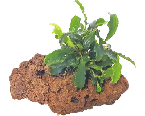 Aquarienpflanze auf Lavastein