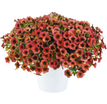 Petunie FloraSelf Petunia Cascadias™ Serie 'Arizona Sky' Ø 12 cm Topf