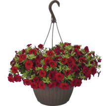Mini-pétunia FloraSelf Calibrachoa 'Lia Dark Red' pot Ø 12 cm