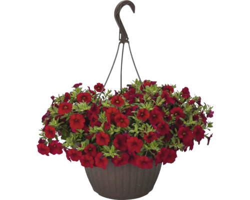 Zauberglöckchen, Minipetunie FloraSelf Calibrachoa 'Lia Dark Red' Ø 12 cm Topf Hängepetunie mit roten Blüten in einem Hängetopf.