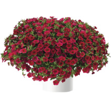 Mini-pétunia FloraSelf Calibrachoa 'Lia Dark Red' pot Ø 12 cm