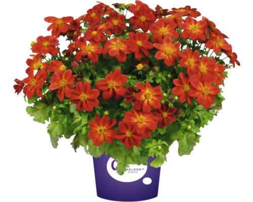 Plante de bident dans un pot avec des fleurs orange
