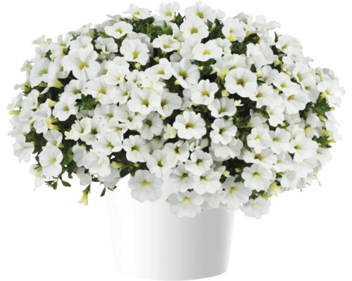 Mini-pétunia FloraSelf Calibrachoa Colibri-Serie 'Pure White' pot Ø 12 cm