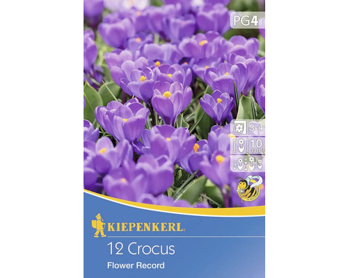 Crocus 'Flower Record' Kiepenkerl bulbes de fleurs 12 pces crocus à grosses fleurs