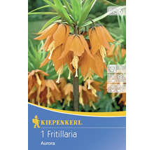 Kiepenkerl 1 bulbe de Fritillaria Aurora