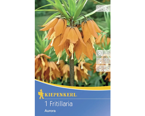 Fritillaire impériale 'Aurora' Kiepenkerl bulbes de fleurs 1 pce