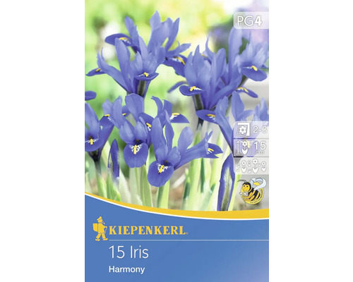 Iris réticulé Kiepenkerl bulbes de fleurs 15 pces