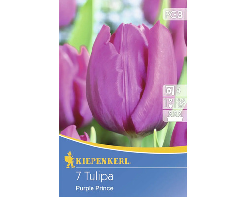 Tulipe précoce 'Purple Prince' Kiepenkerl bulbes de fleurs 7 pces