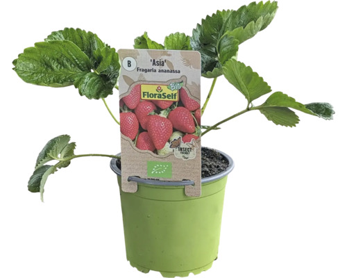 Fraisier bio 'Asia' FloraSelf Bio pot Ø 13 cm, gros fruits au goût sucré, variété semi-tardive