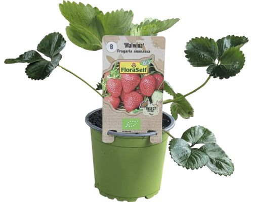 Fraisier bio 'Malwina' FloraSelf Bio pot Ø 9 cm, variété tardive au goût excellent