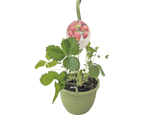 Fraisier bio suspension FloraSelf Bio suspension Ø 20 cm, fraisier retombant Plant de fraises dans un pot avec suspension