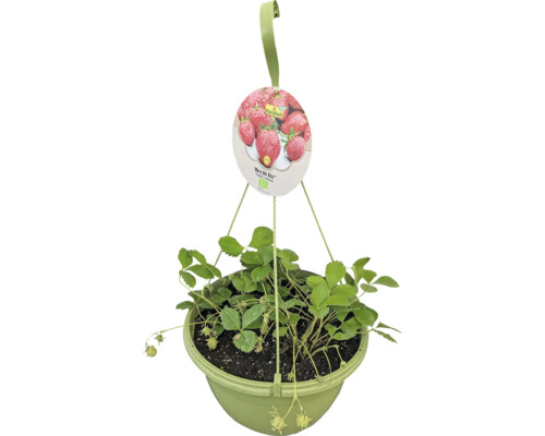 Fraisier bio suspension FloraSelf Bio suspension Ø 27 cm, fraisier retombant Fraisier suspendu en pot avec suspension